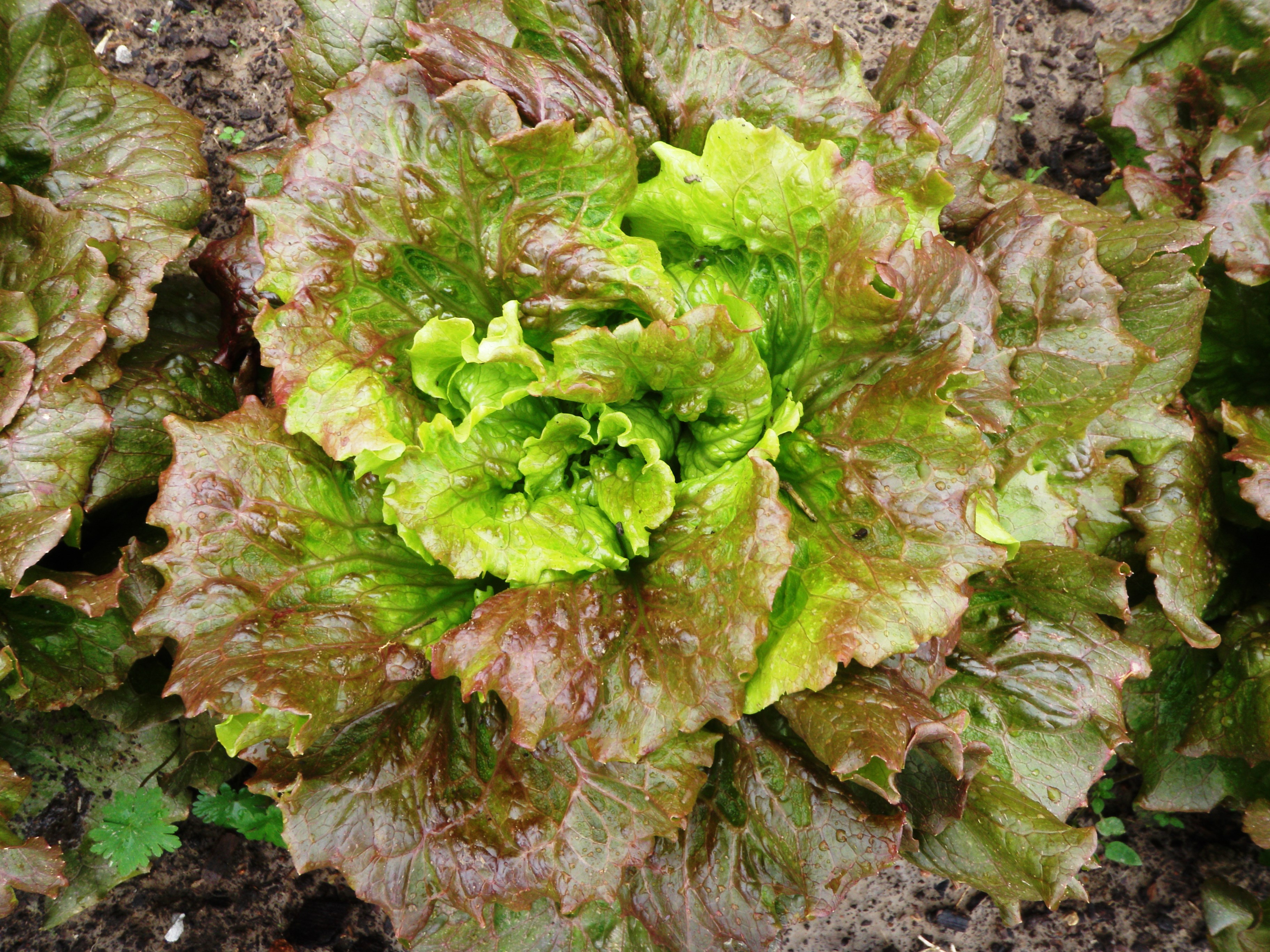 colorful Lettuce.jpg thumbnail